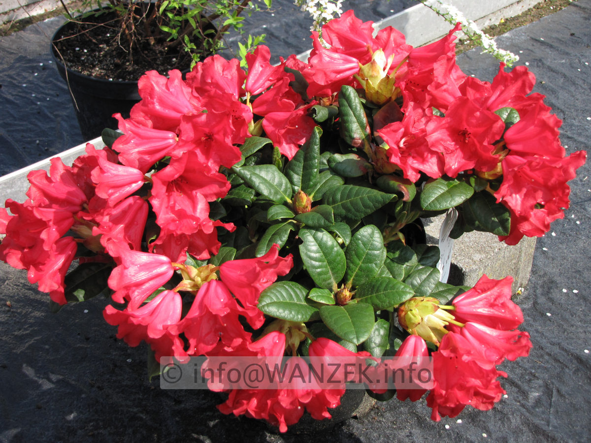 Rhododendron repens Scarlet Wonder 02.jpg